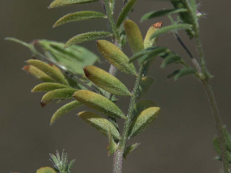 Vicia tenorei \ Wilde Linse, GR Akrokorinth 27.4.2017 (Photo: Gisela Nikolopoulou)