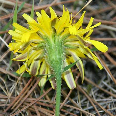 Leontodon tuberosus \ Knolliger Lwenzahn / Tuberous Hawkbit, GR Akrokorinth 21.10.2014 (Photo: Gisela Nikolopoulou)