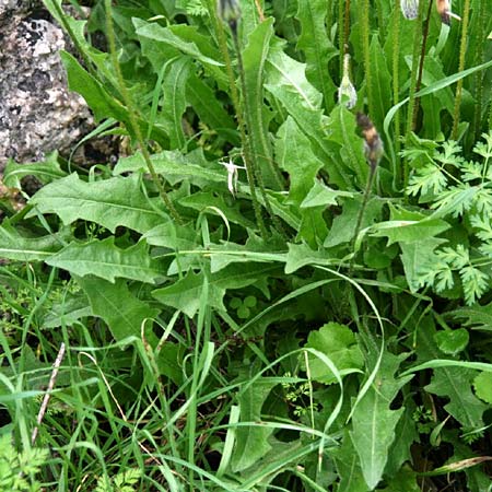 Leontodon tuberosus \ Knolliger Lwenzahn / Tuberous Hawkbit, GR Akrokorinth 1.12.2014 (Photo: Gisela Nikolopoulou)