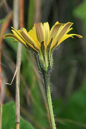 Leontodon tuberosus \ Knolliger Lwenzahn / Tuberous Hawkbit, GR Akrokorinth 1.12.2014 (Photo: Gisela Nikolopoulou)