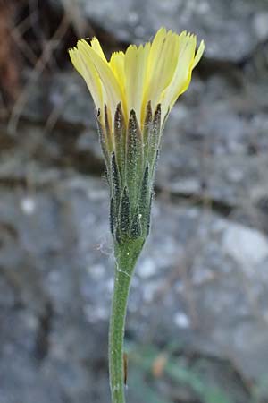 Leontodon graecus \ Griechischer Krauser Lwenzahn / Greek Hawkbit, GR Hymettos 11.4.2024