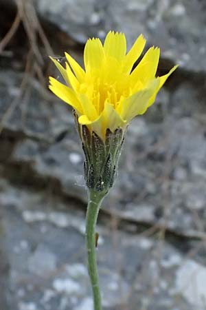 Leontodon graecus \ Griechischer Krauser Lwenzahn / Greek Hawkbit, GR Hymettos 11.4.2024