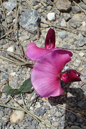 Lathyrus grandiflorus \ Stauden-Wicke / Everlasting Pea, GR Peloponnes, Mt. Kyllini, Mesi Trikalon 21.5.2024