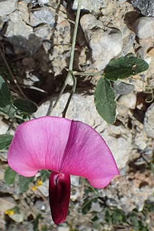 Lathyrus grandiflorus \ Stauden-Wicke / Everlasting Pea, GR Peloponnes, Mt. Kyllini, Mesi Trikalon 21.5.2024