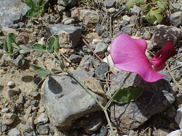 Lathyrus grandiflorus \ Stauden-Wicke / Everlasting Pea, GR Peloponnes, Mt. Kyllini, Mesi Trikalon 21.5.2024