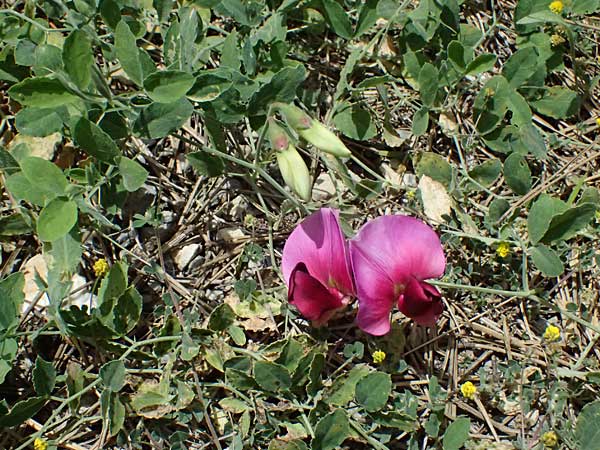Lathyrus grandiflorus \ Stauden-Wicke / Everlasting Pea, GR Peloponnes, Mt. Kyllini, Mesi Trikalon 21.5.2024