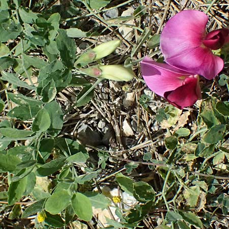 Lathyrus grandiflorus \ Stauden-Wicke / Everlasting Pea, GR Peloponnes, Mt. Kyllini, Mesi Trikalon 21.5.2024