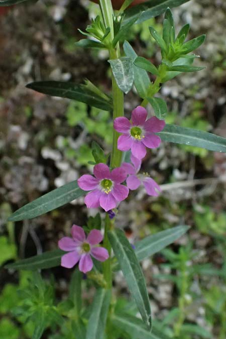 Lythrum hyssopifolia \ Ysopblttriger Weiderich / Hyssop Loosestrife, GR Peloponnes, Kalavryta 20.5.2024