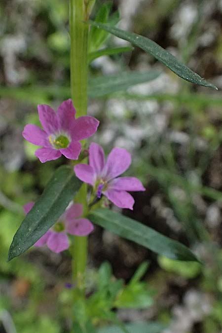 Lythrum hyssopifolia \ Ysopblttriger Weiderich / Hyssop Loosestrife, GR Peloponnes, Kalavryta 20.5.2024