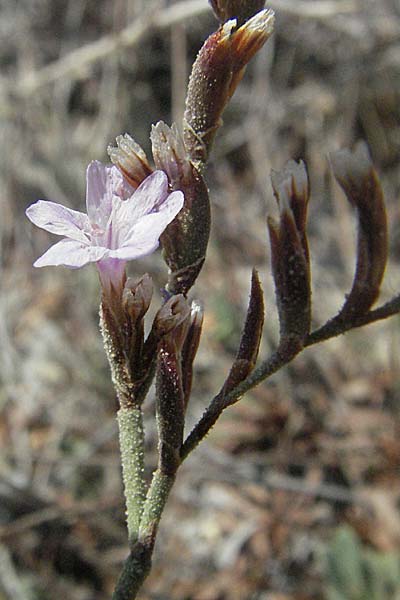 Limonium ramosissimum \ Algerischer Strandflieder / Algerian Sea Lavender, GR Porto Rafti 29.8.2007