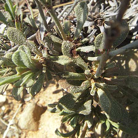 Limonium ramosissimum \ Algerischer Strandflieder / Algerian Sea Lavender, GR Porto Rafti 29.8.2007