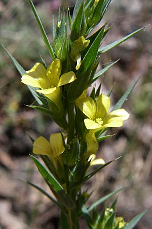 Linum strictum \ Steifer Lein / Upright Flax, GR Parnitha 22.5.2008
