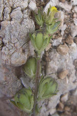 Linaria simplex \ Einfaches Leinkraut / Simple Toadflax, GR Parnitha 22.5.2008
