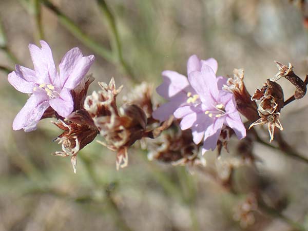 Limonium virgatum \ Ruten-Strandflieder / Violet Sea Lavender, GR Euboea (Evia), Kanatadika 25.8.2017