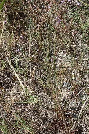 Limonium virgatum \ Ruten-Strandflieder / Violet Sea Lavender, GR Euboea (Evia), Kanatadika 25.8.2017