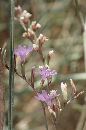 Limonium virgatum \ Ruten-Strandflieder / Violet Sea Lavender, GR Euboea (Evia), Kanatadika 25.8.2017