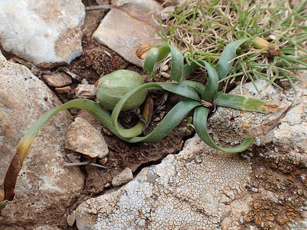 Sternbergia colchiciflora \ Schmalblttrige Sternbergie, Zeitlosenbltiger Goldkrokus / Slender Sternbergia, GR Hymettos 20.3.2019