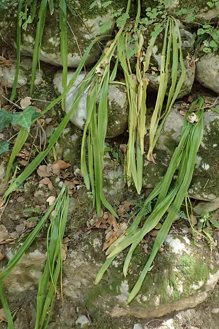 Scilla messeniaca \ Messenischer Blaustern / Messenian Squill, GR Peloponnes, Taygetos, Viros - Schlucht / Gorge 25.5.2024