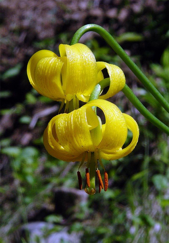 Lilium carniolicum subsp. albanicum \ Albanische Lilie / Albanian Lily, GR Pindus,  Valia Calda National Park (1100 m) 3.6.2006 (Photo: Zissis Antonopoulos)