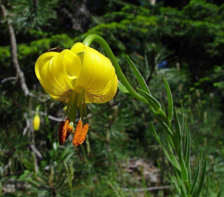 Lilium carniolicum subsp. albanicum \ Albanische Lilie / Albanian Lily, GR Pindus,  Valia Calda National Park (1100 m) 3.6.2006 (Photo: Zissis Antonopoulos)