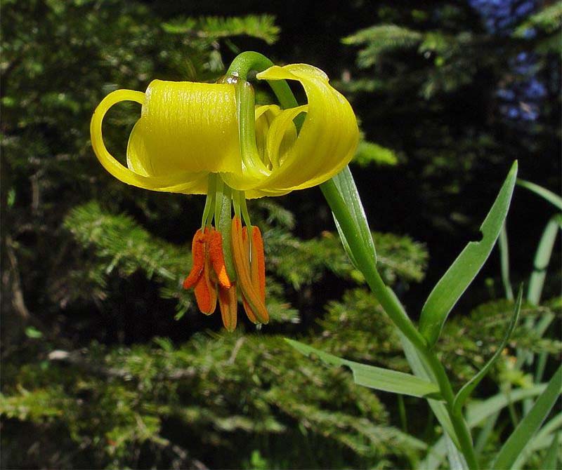 Lilium carniolicum subsp. albanicum \ Albanische Lilie / Albanian Lily, GR Pindus,  Valia Calda National Park (1100 m) 3.6.2006 (Photo: Zissis Antonopoulos)