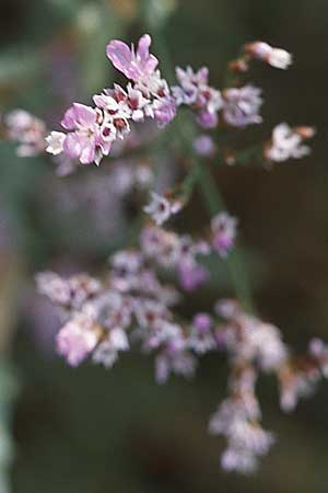 Limonium narbonense \ Sp&auml;ter Strandflieder / Common Sea Lavender, GR Amvrakikos Kolpos ( Golf/gulf ) 5.9.2007