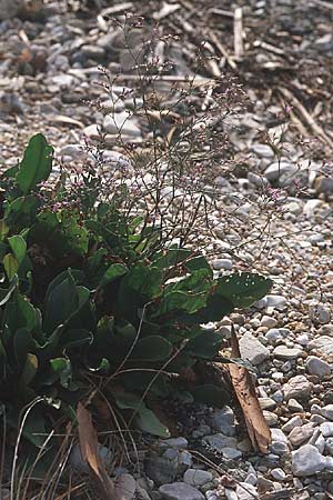 Limonium narbonense \ Sp&auml;ter Strandflieder / Common Sea Lavender, GR Amvrakikos Kolpos ( Golf/gulf ) 5.9.2007