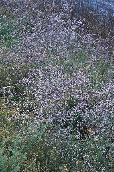 Limonium narbonense \ Sp&auml;ter Strandflieder / Common Sea Lavender, GR Amvrakikos Kolpos ( Golf/gulf ) 6.9.2007