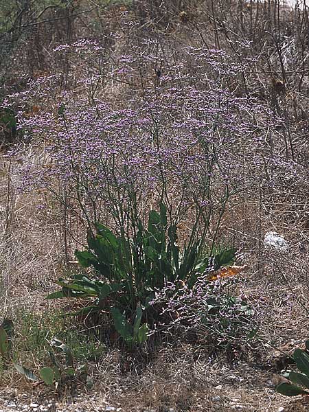 Limonium narbonense \ Sp&auml;ter Strandflieder / Common Sea Lavender, GR Amvrakikos Kolpos ( Golf/gulf ) 6.9.2007