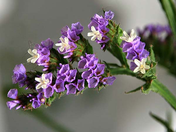 Limonium sinuatum \ Gefl&uuml;gelter Strandflieder, Statice / Winged Sea Lavender, GR Korinth/Corinth 2.5.2011 (Photo: Gisela Nikolopoulou)