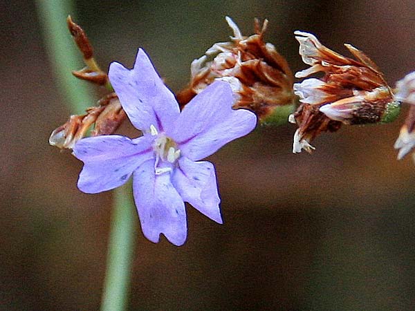 Limonium virgatum \ Ruten-Strandflieder / Violet Sea Lavender, GR Korinth/Corinth 16.9.2014 (Photo: Gisela Nikolopoulou)