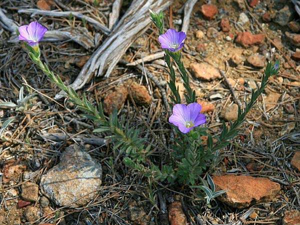 Linum hirsutum \ Zotten-Lein / Anatolian Flax, GR Gerania - Gebirge/Mountains 12.5.2012 (Photo: Gisela Nikolopoulou)