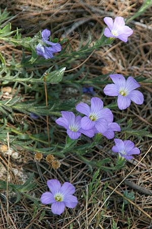Linum hirsutum \ Zotten-Lein / Anatolian Flax, GR Gerania - Gebirge/Mountains 12.5.2012 (Photo: Gisela Nikolopoulou)