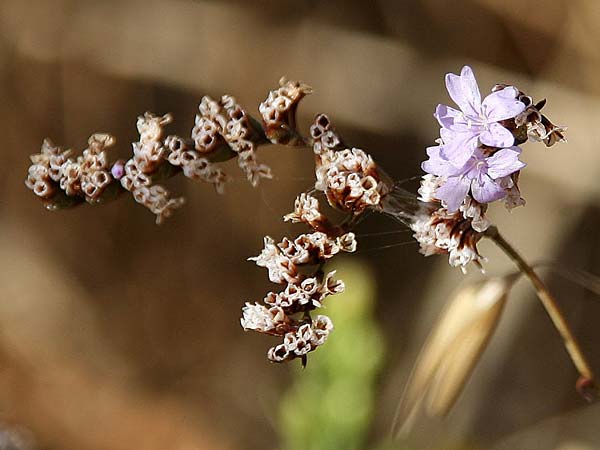 Limonium virgatum \ Ruten-Strandflieder / Violet Sea Lavender, GR Korinth/Corinth 27.9.2013 (Photo: Gisela Nikolopoulou)