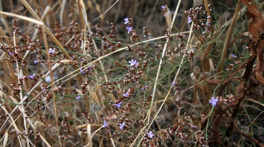 Limonium virgatum \ Ruten-Strandflieder / Violet Sea Lavender, GR Korinth/Corinth 16.9.2014 (Photo: Gisela Nikolopoulou)