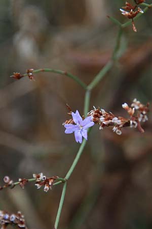 Limonium virgatum \ Ruten-Strandflieder / Violet Sea Lavender, GR Korinth/Corinth 16.9.2014 (Photo: Gisela Nikolopoulou)