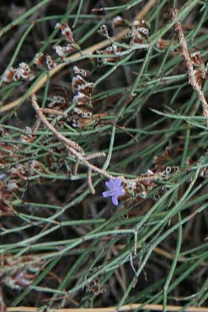 Limonium virgatum \ Ruten-Strandflieder / Violet Sea Lavender, GR Korinth/Corinth 16.9.2014 (Photo: Gisela Nikolopoulou)
