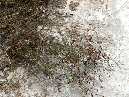 Limonium virgatum \ Ruten-Strandflieder / Violet Sea Lavender, GR Korinth/Corinth 9.9.2015 (Photo: Gisela Nikolopoulou)