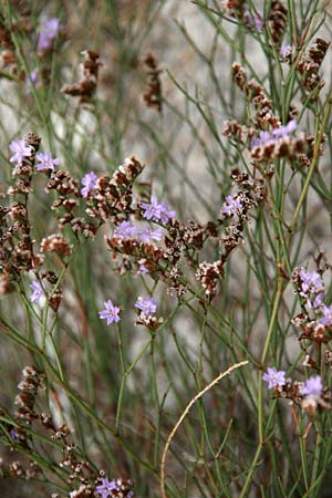 Limonium virgatum \ Ruten-Strandflieder / Violet Sea Lavender, GR Korinth/Corinth 9.9.2015 (Photo: Gisela Nikolopoulou)