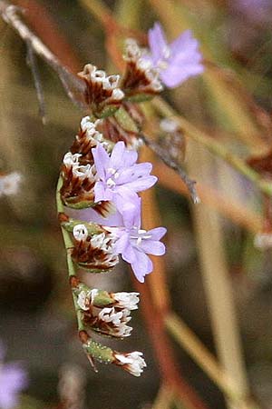 Limonium virgatum \ Ruten-Strandflieder / Violet Sea Lavender, GR Korinth/Corinth 9.9.2015 (Photo: Gisela Nikolopoulou)