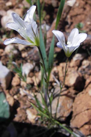 Gagea graeca \ Griechische Faltenlilie / Greek Gagea, GR Peloponnes, Gramousa 1.4.2013