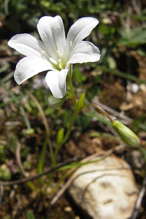 Gagea graeca \ Griechische Faltenlilie / Greek Gagea, GR Peloponnes, Gramousa 1.4.2013