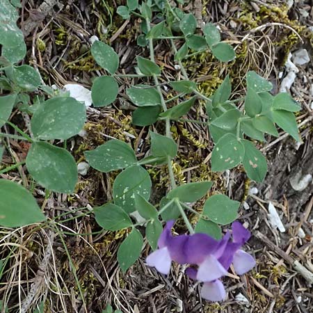 Lathyrus laxiflorus \ Lockerbl&uuml;tige Platterbse / Lax-Flowered Vetchling, GR Peloponnes, Saitas 19.5.2024