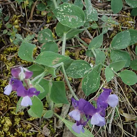 Lathyrus laxiflorus \ Lockerbl&uuml;tige Platterbse / Lax-Flowered Vetchling, GR Peloponnes, Saitas 19.5.2024