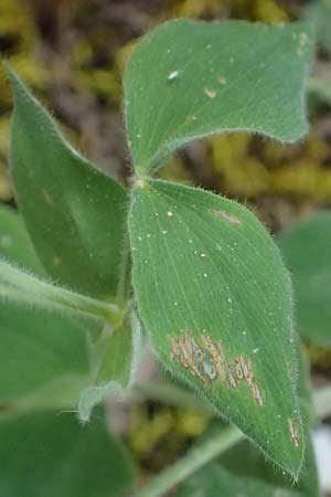 Lathyrus laxiflorus \ Lockerbl&uuml;tige Platterbse / Lax-Flowered Vetchling, GR Peloponnes, Saitas 19.5.2024