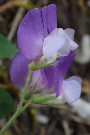 Lathyrus laxiflorus \ Lockerbl&uuml;tige Platterbse / Lax-Flowered Vetchling, GR Peloponnes, Saitas 19.5.2024