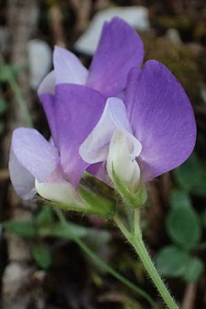 Lathyrus laxiflorus \ Lockerbl&uuml;tige Platterbse / Lax-Flowered Vetchling, GR Peloponnes, Saitas 19.5.2024