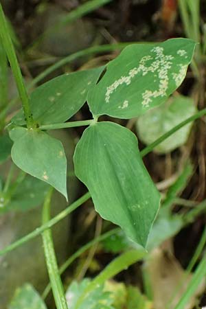 Lathyrus laxiflorus \ Lockerbl&uuml;tige Platterbse / Lax-Flowered Vetchling, GR Peloponnes, Taygetos 27.5.2024