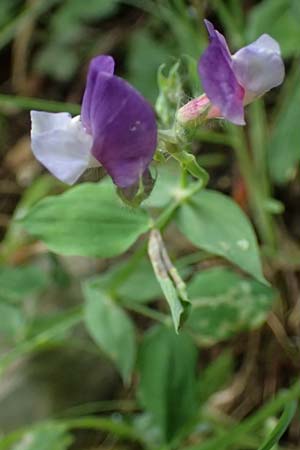Lathyrus laxiflorus \ Lockerbl&uuml;tige Platterbse / Lax-Flowered Vetchling, GR Peloponnes, Taygetos 27.5.2024