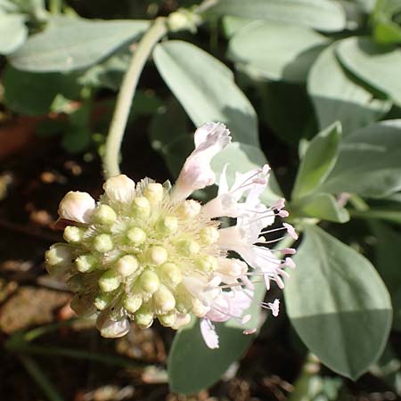 Lomelosia minoana \ Minoische Skabiose / Minoan Scabious, GR Athen, Mount Egaleo 10.4.2019